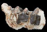 Running Rhino (Hyracodon) Jaw Section - South Dakota #113615-1